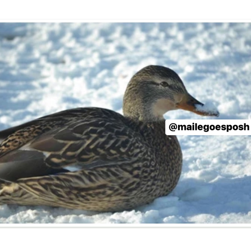 Art Photograph Print Snowy Billed Duck winter 8X10 inch photo cute funny decor